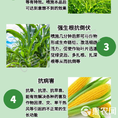 玉米专用叶面肥 科学施用“增产王”与增效剂，实现抗病高产